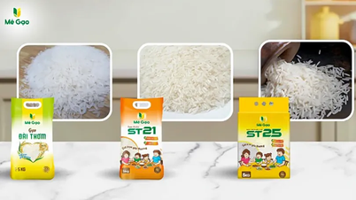 Comparing Dai Thom 8, ST21, and ST25 rice varieties: Which one is right for your family?