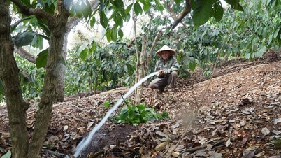 Rising fuel prices are burdening coffee growers with increased expenses.