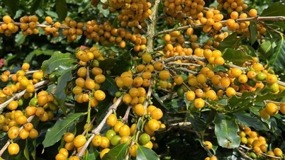 Café Cau Dat: A essência da terra fértil