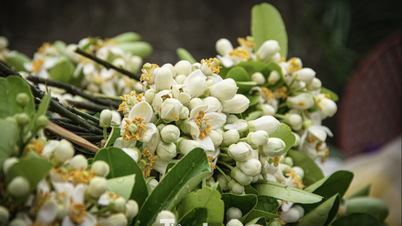 ハノイは、ザボンの花が咲く季節には穏やかな気候になる。