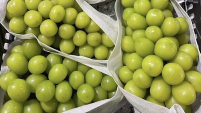 Vietnam mengimpor anggur terbanyak dari China, dengan beberapa varietas dijual dengan harga serendah 20.000-30.000 VND/kg.