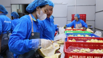 Emiterea de regulamente privind gestionarea activităților comerciale cu durian în provincia Dak Lak.