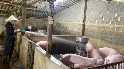 Tan Thanh Commune: Developing livestock farming in a concentrated manner.