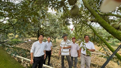 Dong Thap: La cosecha de durián fuera de temporada produce abundantes frutos y alcanza precios elevados, lo que alegra a los agricultores.