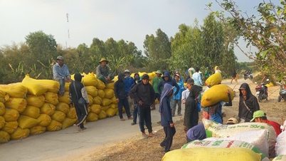A medida que aumentan los costos de la cosecha de arroz, disminuyen las ganancias.