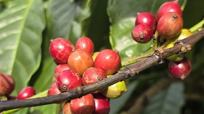 Οι τιμές του καφέ Arabica ξεπερνούν τα 7.000 δολάρια ανά τόνο, ενώ η πίεση στην προσφορά παραμένει υψηλή.