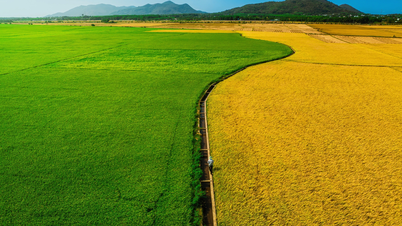 Die zweifarbigen, grünen und gelben Reisfelder in Ho-Chi-Minh-Stadt gleichen in ihrer schönsten Jahreszeit einem malerischen Landschaftsgemälde.