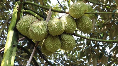 Prisene på durian utenom sesongen har nesten doblet seg sammenlignet med i fjor.