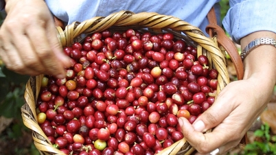 کافی کی قیمتیں آج، 25 مارچ 2026: گھریلو قیمتوں میں 500-600 VND/kg کا اضافہ ہوا۔