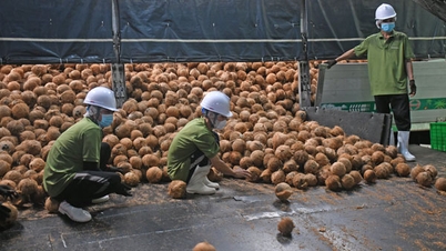Relier la chaîne d'approvisionnement pour développer l'industrie de la noix de coco.