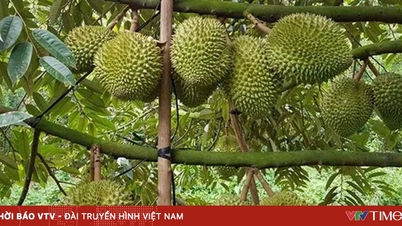 Durianfrüchte außerhalb der Saison erzielen hohe Preise, die Bauern machen enorme Gewinne.
