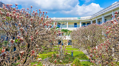 Låt dig fängslas av de vita frangipaniblommorna vid "skolan vid havet".