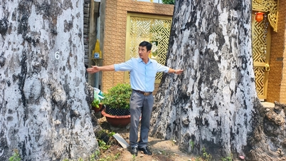 হো চি মিন সিটির ডং থান কম্যুনে রাস্তার ধারে দুটি শতবর্ষী ডিপটেরোকার্পাস গাছ মাথা উঁচু করে দাঁড়িয়ে আছে।