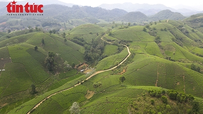 Descubre las colinas de té de Long Coc, la "Bahía de Ha Long en tierra firme" de la tierra ancestral.