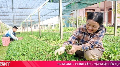 Para petani di Yen Hoa memperoleh penghasilan yang baik berkat budidaya ketumbar bergerigi.