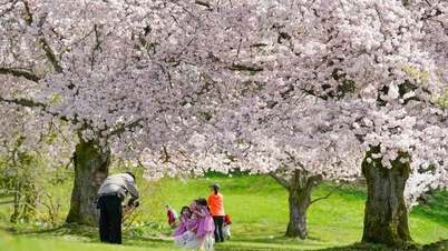Vancouver se pare de teintes roses au printemps.