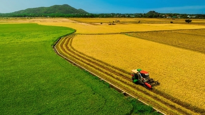 นาข้าวดิบสองสี คือสีเขียวและสีเหลือง กำลังสร้างความฮือฮาในนครโฮจิมินห์