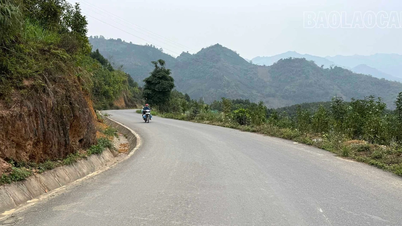 New roads pave the way for Bao Nhai cinnamon trees to flourish.