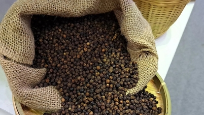Pepparpriser idag, 26 mars 2026: För närvarande högst 139 000 VND/kg