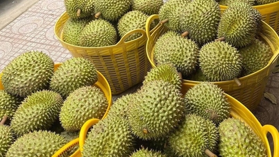 Giá sầu riêng hôm nay 26/3/2026: Sầu riêng trái vụ tăng gần gấp đôi năm trước