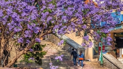 Dalat in the season of jacaranda blossoms captivates travelers.