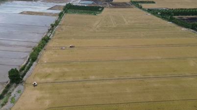 Dong Thap: Versterking van de richtlijnen voor rijstproductie en -consumptie in de nieuwe situatie.