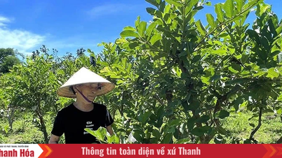Application of science and technology in fruit tree cultivation.