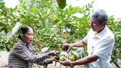 Vincular a produção ao aumento do valor das goiabeiras Thai Hoa.