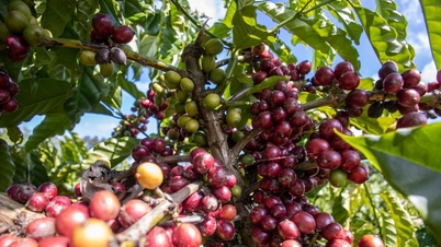 Prix ​​du café aujourd'hui, 27 mars 2026 : Les prix intérieurs ont fortement chuté à 92 200 VND/kg.