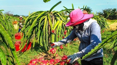 El Ministerio de Agricultura y Medio Ambiente proporciona información sobre la frecuencia de las inspecciones de la UE a la fruta del dragón procedente de Vietnam.