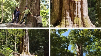 エレファントマウンテンにある樹齢2500年のアカマツの森を発見しよう。