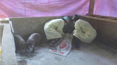 În ultimele trei luni, 54 de tone de porci bolnavi au fost distruși în provinciile Vinh Long și Tay Ninh.