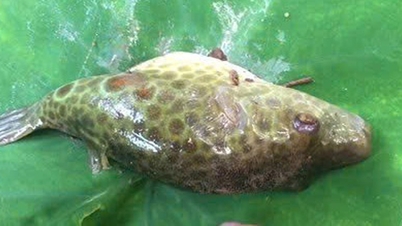 Beberapa orang lagi keracunan setelah mengonsumsi ikan buntal di Can Tho.