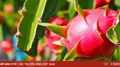 Eksport buah naga ke EU: Pemeriksaan 30%, bukan 50% seperti yang dikhabarkan.
