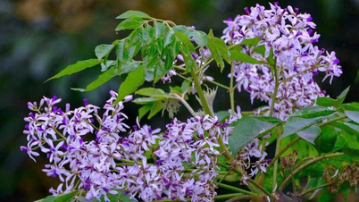 A corner of purple sky in March