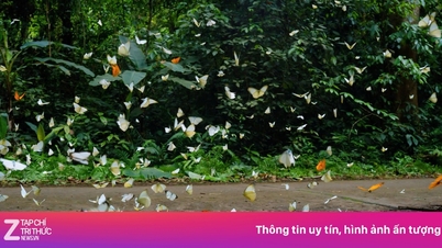 Het vlinderseizoen begint vroeg in het Cuc Phuong Nationaal Park.