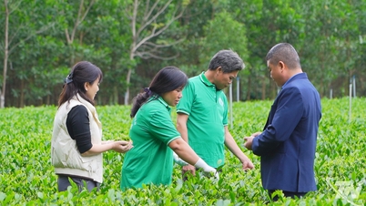 Los vínculos de producción aumentan el valor de las plantas de té.
