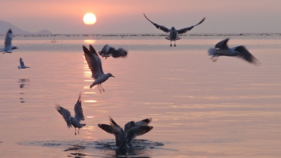 Seagulls 'hunt' for fish in Rach Gia, photographers flock to capture the moment.