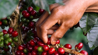 Coffee price update today, March 28, 2026: Domestic price decreased by 200 VND.