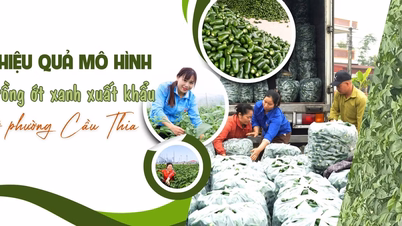 The effectiveness of the green chili pepper cultivation model for export in Cau Thia ward.