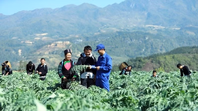 Improving the mechanism for conservation and development of medicinal plants.