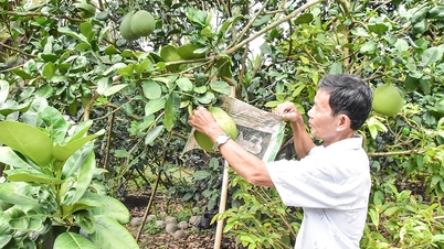 Budidaya pomelo secara organik menggunakan vermikompos membuka jalan yang berkelanjutan ke depan.