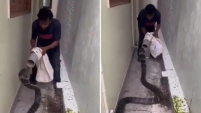 Faits marquants de la semaine passée : Un homme joue avec un féroce cobra royal.