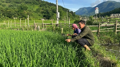 Farmers in Nam Hang are tending to their winter rice crop.