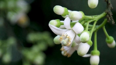 Pomelo blossoms from the garden