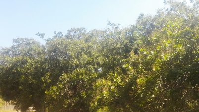 Unseasonal rains cause cotton crop failure.