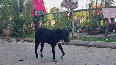 पालतू जानवरों से रेबीज का खतरा: लापरवाह न रहें।