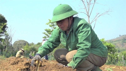 Un anciano agricultor de Mang Den se convierte en millonario gracias al cultivo de hortalizas de clima frío.