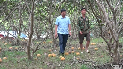 การหาตลาดสำหรับส้มโอในจังหวัดตรังซา