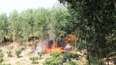 Bac Ninh proactively implements measures to prevent and fight forest fires.